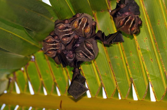 Group of tent making bats under a palm leaf, Costa Rica