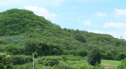 tree in the tropical