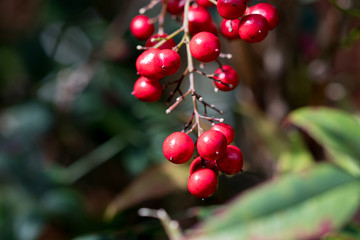 bunch of berries closeup