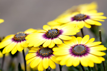 vibrant colorful yellow white and purple flowers