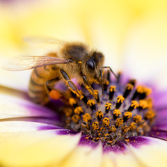 closeup of bee on colorful flower