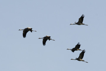 Im Flug