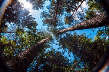Fototapeta premium View of summer sky through trees crowns