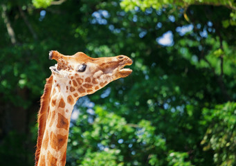 Close-up of a giraffe in front of some green trees, looking sideways with mouth open as if to saying something. With space for text.
