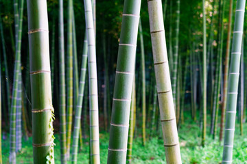 Fototapeta premium 風景物語