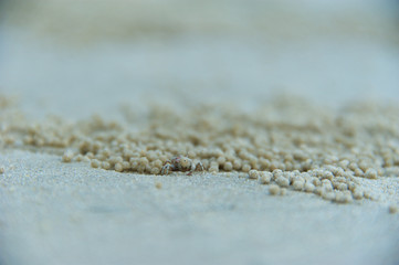Fototapeta na wymiar Tiny Bubbler Crab