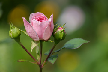 Rose (Rosa sp.)