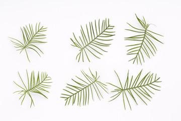 Green leaves on the white background. Top view. Cypress vine leaves.