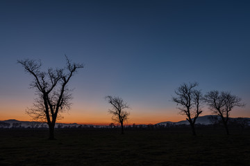 Fototapeta premium Three Trees at sunset