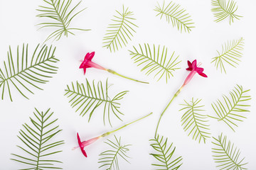 Green leaf and flowers on the white background. Top view. Cypress vine leaves.