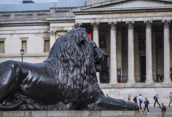 The lions at Trafalgar Square in London with National Gallery