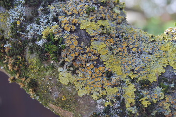 Flechten am Apfelbaum