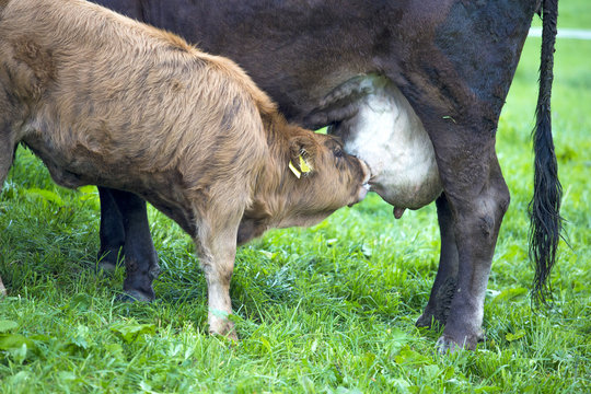 K&auml;lbchen saugt bei der Mutter - K&uuml;he - Allg&auml;u - Milch