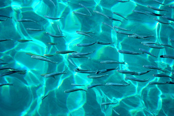 Background. Sea fish in clear water. Crete, Greece.