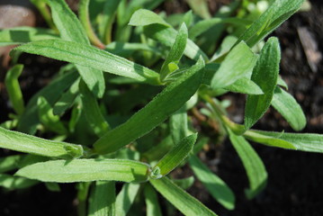 Französischer Estragon (Artemisia dracunculus v. sativa)