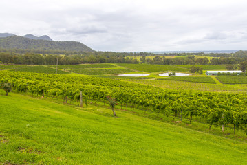 Vineyard in Hunter Valley Australia.