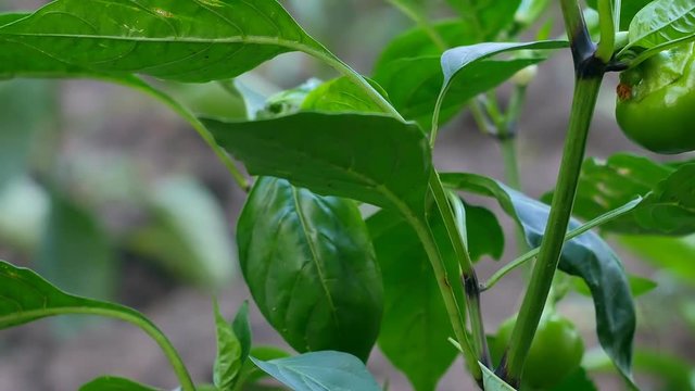 Farmer field with green pepper harvesting close yn slider