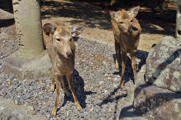 日本の公園の鹿