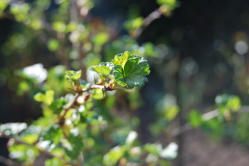 Stachelbeere - Blätter im Sonnenlicht