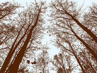 deciduous trees in the fall forest