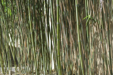 Barrage of green or brown reeds