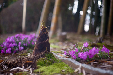 竹林に生える筍