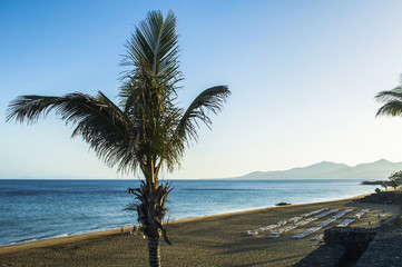 Fototapeta na wymiar Paisaje palmera lanzarote mar playa isla