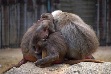 Eine Gruppe von Mantelpavianen, ausgewachsene und junge Paviane