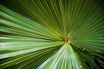 Fototapeta premium leaves of tropical trees