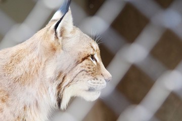 lynx