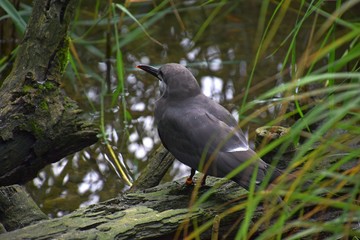 Schiefergraue weibliche Inkaseeschwalbe sitzend auf einem Baumstamm an einem Bachlauf 