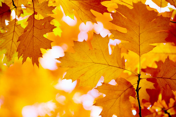 Yellow maple leaves on a twig in autumn