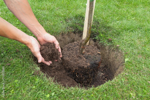 "Garten Pflanzloch graben" Stockfotos und lizenzfreie Bilder auf