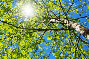 Image taken through birch leaves against the sun.