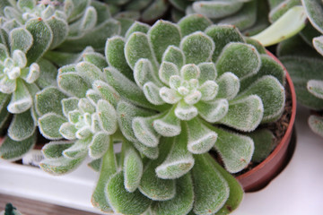 succulente poilue