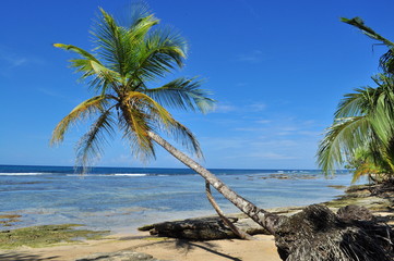 Fototapeta na wymiar A lonely palm tree with beautiful blue sky background in The Caribbean Coast of Panama