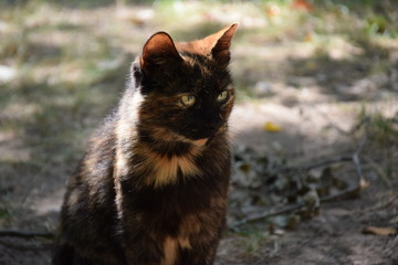 Домашние животные (Кошки)