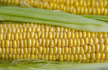 Close-up fresh corn, food background