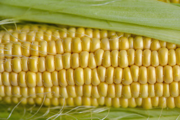 Close-up fresh corn, food background