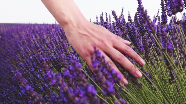 Close-up of woman's hand running through sunny lavender field. SLOW MOTION 240 fps. Girl's hand touching purple lavender flowers closeup. Plateau Valensole, Provence, South France, Europe. Lens Flare