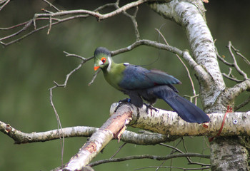 white-cheeked turaco (Tauraco leucotis)