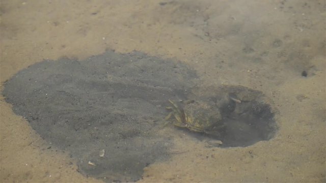 Small crab is making his shelter in the sea