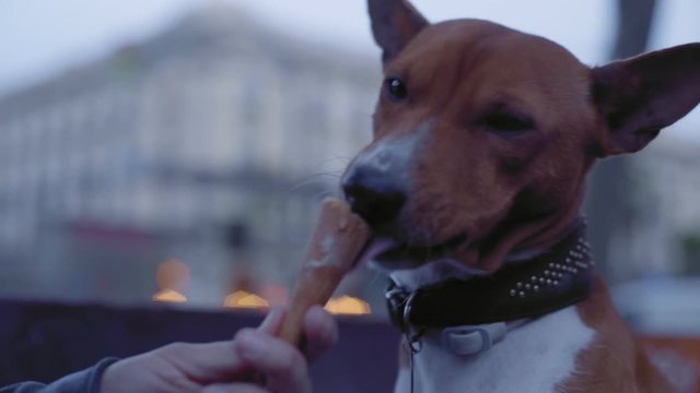 Cute basenji dog puppy licks out and devours with appetite leftovers of ice cream inside waffle cone in middle of buzzling city