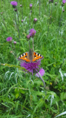 Babočka kopřivov&aacute;