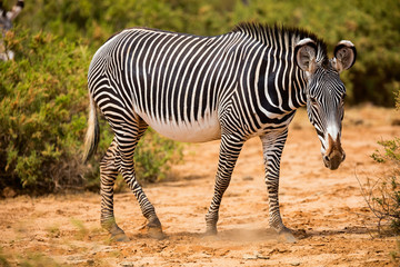 Obraz na płótnie Canvas Grevy’s zebra in Samburu Kenya