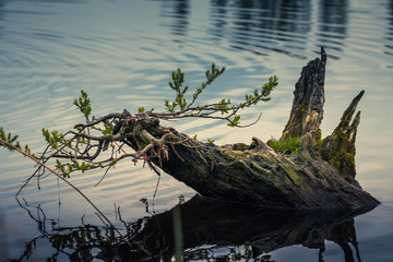 Stump in water