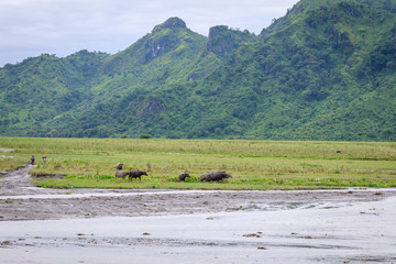 Obraz na płótnie Canvas Philippines countryside scenery - mountains, carabao, water