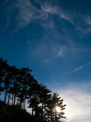 Contraluz de pinos con un cielo azul increíble 