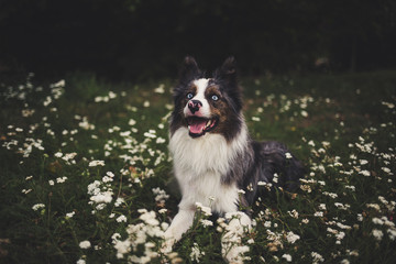 Border Collie sitting in the grass