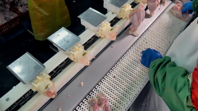 A top view on workers installing chicken breasts into vertical slots.     